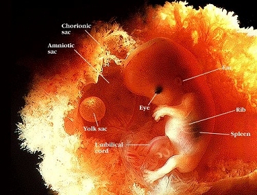 fetus12weeks.jpg