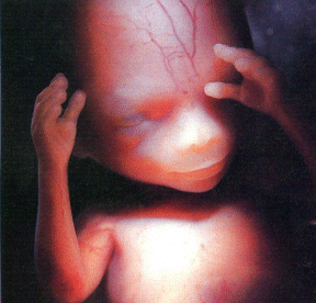 fetus16weeks.gif
